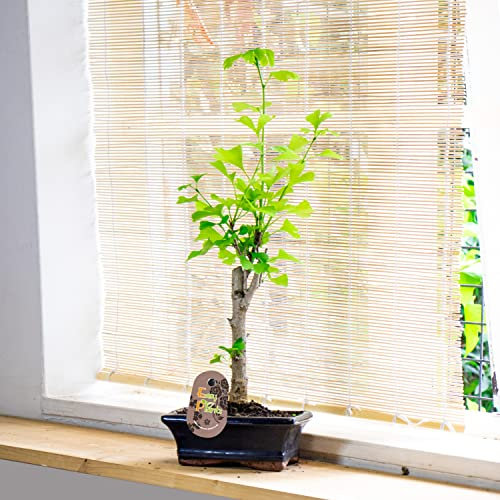 Easy Plants® Ginkgo Bonsai Maidenhair Tree piante da esterno in vaso di terracotta