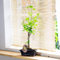 Easy Plants® Ginkgo Bonsai Maidenhair Tree piante da esterno in vaso di terracotta