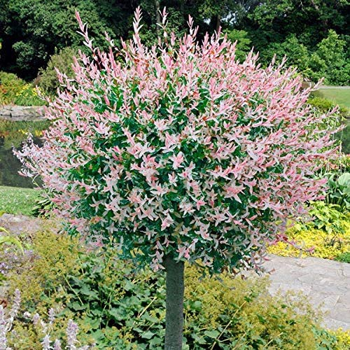 80cm stem Flamingo Willow 4L Pot Salix Integra Hakuro Nishiki…