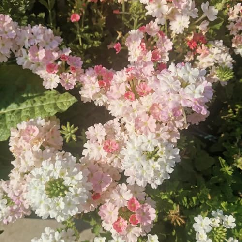 500 Pcs Hybrid Eisenkraut Samen, Wildblumensamen Herbstaussaat, Seltene Pflanzen Eisenkraut Hortensis Samen, Geschenke Für Gärtner, Herbstblumen Winterhart Blumensamen Mischung, Pflanzen