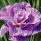 Iris, bulbo resistente con rizoma spesso, bellissima pianta perenne viola, un fiore indispensabile in giardino, resistente miscela olandese.-8 Bulbi-G