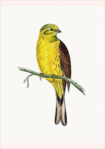 Media Storehouse Yellow Hammer Bird Print, 1853-1891 - Poster Print A2 (59.4 x 42cm) (15413795)
