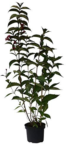 Weigelie Bristol Ruby rotblühender Glockenstrauch Weigela Hybride ca. 40-60 cm Pflanze mit 3 Liter Topfballen