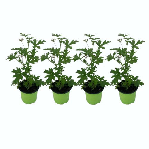 Pack de 4 Geranios Antimosquitos Geranios Limón Anti Isectos