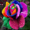100 pièces Graine de Rose a Planter, Graines Fleurs à Semer, Graine a Planter, Graines de Fleurs pour Jardin et Balcon (Rainbow)