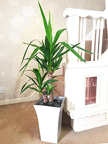 Easy Plants 1 grand yucca sans colonne dans pot blanc brillant Milano – 90/100 cm de haut