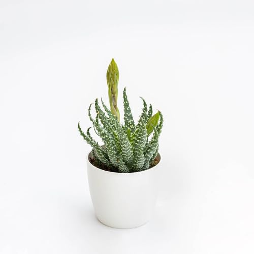 Pianta vera di Aloe humilis - Diametro Vaso Ø 10,5 cm