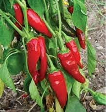 Aamish 50 Stück Guajillo Chili Pfeffersamen