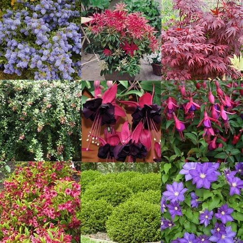 GardenersDream 3 x Mixed Garden Shrubs – Evergreen Outdoor Plants - Deciduous Flowering Shrubs for Borders, Beds and Containers - Low Maintenance Garden Ready Plants (15-25cm incl 9cm Pot)