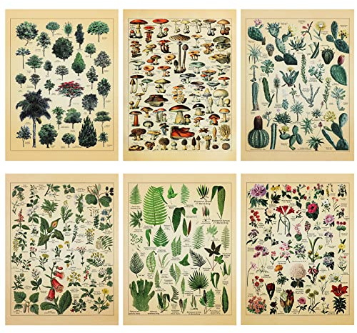 Fainne Set mit 6 Pflanzenpostern im Vintage-Stil, botanische Drucke, 30,5 x 40,6 cm, Papier, dekoratives Wickelposter, Baumkunst, Bild, Vintage-Pilz, Blumen, Naturdekoration, Kaktus-Drucke