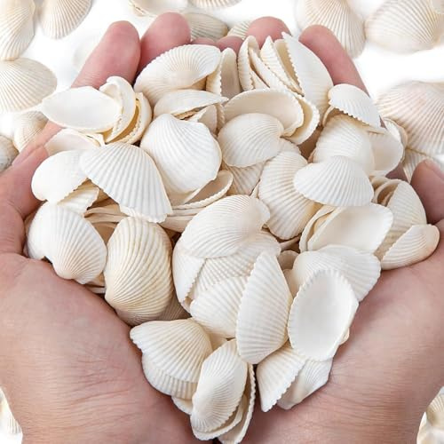 SKOOLOVE 150 Stück Muscheln 2.5-4CM Weiße Kleine Muscheln zum Basteln | 300g Natürliche Muscheln Bulk für Basteln DIY Malerei Strandung Hochzeit Dekoration, Strand Natürliche Muscheln Bulk