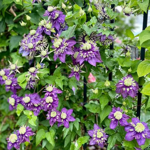 2 piezas Clemátide bulbos perennes resistentes la hortensia trepadora es resistente flores Los bulbos de flores son resistentes flores plantas trepadoras bulbos de floración temprana