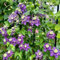 2 piezas Clemátide bulbos perennes resistentes la hortensia trepadora es resistente flores Los bulbos de flores son resistentes flores plantas trepadoras bulbos de floración temprana