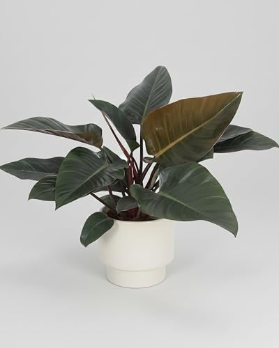 Philodendron Congo Red - 27cm Topf x 80cm Höhe, tropische Zimmerpflanze, frische Topfpflanze, Blickfang für Wohnzimmer, Bad, Büro, pflegeleicht, luftreinigend, natürliche Wohnraumdeko