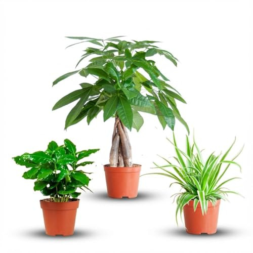 Green boutiQ - Mix aus 3 pflegeleichten Zimmerpflanzen - Pachira Aquatica, Coffea Arabica, Chlorophytum - Grün - Pflegeleicht - 3 Pflanzen - Topf 12-14cm - Höhe 25-45cm