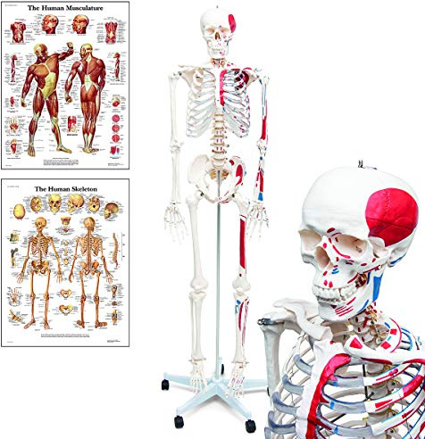 Anatomía Elemental Modelo de Esqueleto – Esqueleto Humano a Tamaño Real de PVC Duradero con Articulaciones Móviles, Inserciones y Orígenes Musculares Pintados a Mano, Soporte con Ruedas
