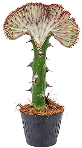 Euphorbia lactea 'Cristata' | Kaktus - Pro Stück - Zimmerpflanze - Mehrjährig - ⌀11 cm - 25-30 cm