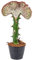 Euphorbia lactea 'Cristata' | Kaktus - Pro Stück - Zimmerpflanze - Mehrjährig - ⌀11 cm - 25-30 cm