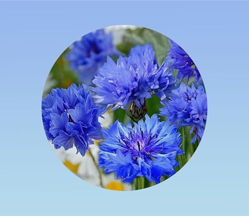 350 graines Centaurée cyanus Double Midget - bleuet