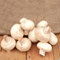 300 Stück Champignons pilze züchten samen button mushroom fungi pilz - Seltene Pflanzen serie - steingartenpflanzen winterhart saatgut geschenk gemüsesaat balkon beet herbs büropflanzen