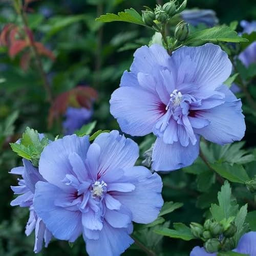 Pianta vera di Hibiscus syriacus Blue Chiffon - Diametro Vaso 6 Litri - Quadrato