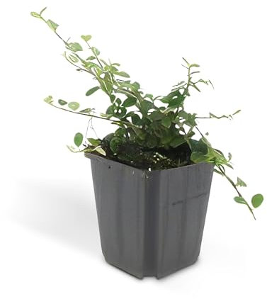 Exotenherz Bodendecker - Kriechmispel - Teppichmispel - Cotoneaster prostratus 'Queen of Carpets' - 9cm - Set mit 12 Pflanzen