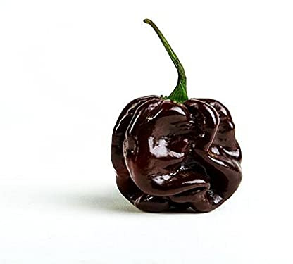 Pianta di PEPERONCINO PICCANTE HABANERO CHOCOLATE IN VASO 14 CM peperoncini AMDGarden