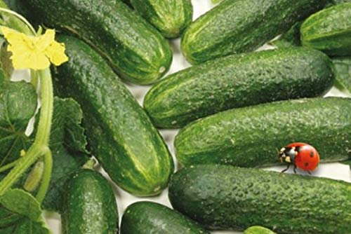 Stk - 5x Gurke Diamant F1 Mix EKO Gurken Gemüse - Samen KS523 - Seeds & Plants Shop by Ipsa