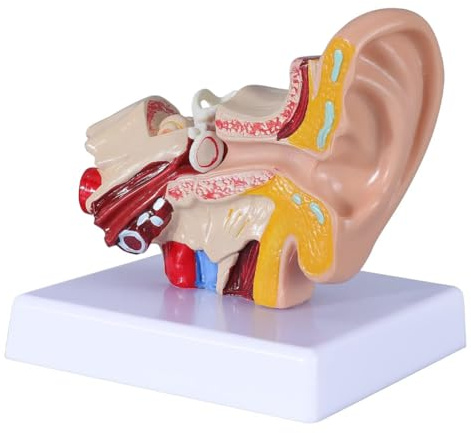 Eighosee 1.5 Times Human Ear Anatomy Model Showing Organs Structure of The Central and External Ears Demonstration