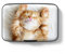 Hsxnam Kreditkartenetui, klein, RFID-Metall, Kreditkartenetui, niedlich, Visitenkartenhalter, Tasche, Ausweishülle für Damen und Herren, Katze, niedlich, Cute Cat, Modern