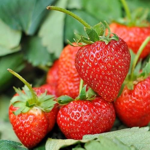 Planta de Fresas Viva Disfruta de una Cosecha Natural y Deliciosa