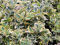 20 Stück Kriechspindel Emerald Gold (Euonymus fortunei) im Topf 20-30 cm