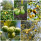 25 pcs bitterorange pflanze samen, obstbäume, zimmerpflanzen bitterorange baum - Poncirus trifoliata - samen obst, zimmergewächshaus bio saatgut, sukkulenten winterhart extrem winterharte