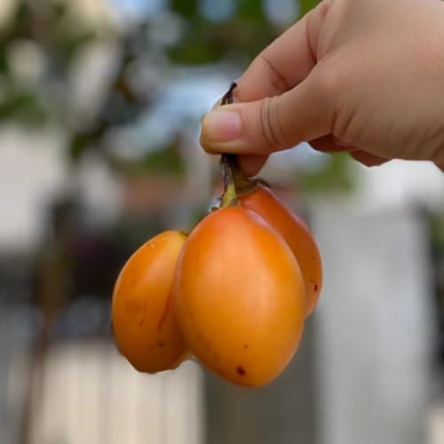 20 piezas Semillas de tomate de árbol de tamarillo, balcón del árbol de tomate Cyphomandra betacea, semillas de tomate, regalos de frutas para los amantes del jardín regalos para amantes