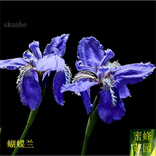 Phalaenopsis Orchidee Samen Orchideen taubenblauen Blüten blaue Schmetterling Iris Samen 100 Samen