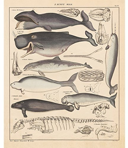 Meishe Art Poster Kunstdrucke Plakatdruck Wale Geschichte des Evolution Prozesses Jahrgang Plakate Drucken Skelett Illustrationen Biologie Wissenschaft Marine Life Alte Wand Dekor