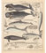 Meishe Art Poster Kunstdrucke Plakatdruck Wale Geschichte des Evolution Prozesses Jahrgang Plakate Drucken Skelett Illustrationen Biologie Wissenschaft Marine Life Alte Wand Dekor