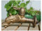 Antike Bronze-Drachen-Garten-Lätzchenhahn-Wasserhahn-Set für Außenspüle, dekorativer Drachen-Wasserhahn in Tierform, für Garten, ländlicher Stil, Outdoor-Wasserhähne