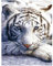 Juego pintura de diamantes cuadrados tigre 40x50cm piedras cuadradas para manualidades cuadros de diamantes de animales adultos mosaico perlas de punto de cruz para salón dormitorio oficina decor