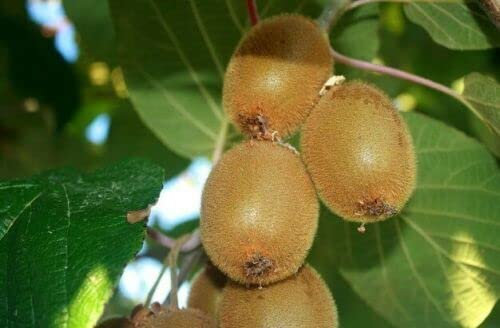 Kiwi Pianta Vera, Actinidia Deliciosa Jenny, Pianta in Vaso ø 11 cm, Pianta Autofertile, Vivaio di Castelletto