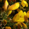 3 x Ulex Europaeus- Stechginster 15-20 cm im Container
