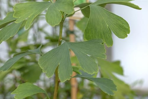 Ginkgo biloba 'Princeton Sentry' 80–100 cm – Winterhart, Mehrjährig, Pflegeleicht – Fächerblattbaum – Solitärbaum für Garten & Vorgarten