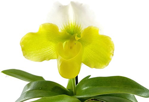 Paphiopedilum - exotischer gelb, weißer Frauenschuh - sehr schöne und seltene Orchidee für das helle/halbschattige Fenster - eine bezaubernde Zimmerpflanze der Extraklasse