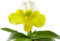 Paphiopedilum - exotischer gelb, weißer Frauenschuh - sehr schöne und seltene Orchidee für das helle/halbschattige Fenster - eine bezaubernde Zimmerpflanze der Extraklasse