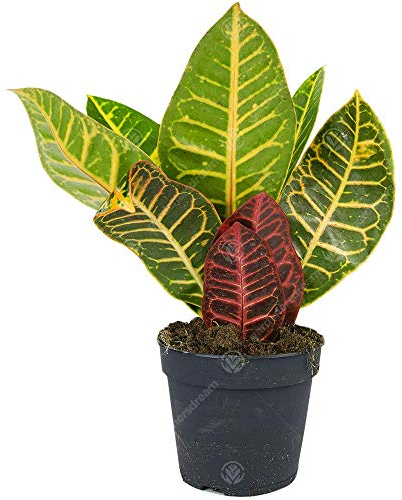 Codiaeum variegatum Petra Croton Plante d'intérieur Ornementale Vivante en Pot de 13 cm