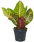 Codiaeum variegatum Petra Croton Plante d'intérieur Ornementale Vivante en Pot de 13 cm