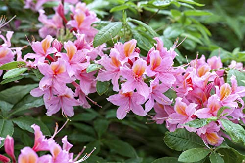 Rhododendron luteum 'Raimunde' 40-50 cm - Gelber Rhododendron, duftende gelbe Blüten, Blütezeit Mai-Juni, ideal für Halbschatten, bienenfreundlich, winterhart