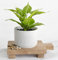 Kurrajong Farmhouse Faux Ivy Desk Plant - Artificial Pothos Plant with White Ceramic Pot - Faux Plant for Office - Fake Pothos Plant for Desk Decor - Fake Ivy Plant