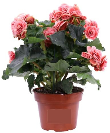 Begonia Rosa Fiorita da Esterno o Interno | Pianta Vera Ornamentale con Fioritura Prolungata | Ideale per Vasi, Balconi, Giardini | Facile da Coltivare