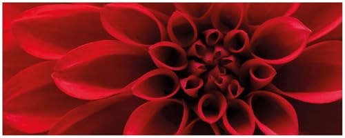 Wallario Memoboard aus Glas mit Motiv, Magnet-Tafel in 32 x 80 cm in Premium Qualität Rote Dahlienblüte in Nahaufnahme